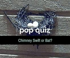 Maybe you would like to learn more about one of these? Chimney Swift Or Bat Get Bats Out 877 264 2287