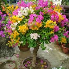 Gratis untuk komersial tidak perlu kredit bebas hak cipta. Jual Produk Bonsai Bougenville Murah Dan Terlengkap Desember 2020 Bukalapak