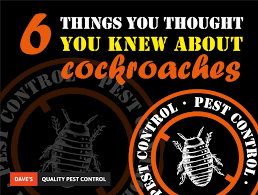 One call to pro pacific pest control changed all that fast. 6 Things You Thought You Knew About Cockroaches