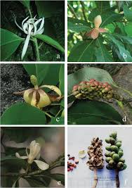 Image result for Magnoliaceae