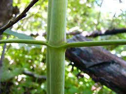 Image result for Clematis recta atropurpurea