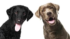 Our curlies have proved themselves in the showring, as. Curly Coated Retriever Vs Labrador Retriever Battle Of The Gundogs