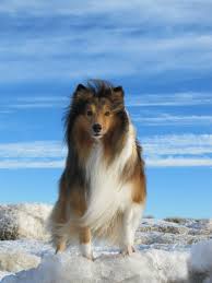 Shetland Sheepdog Http Ift Tt 1nsyxx0 Regalos Empresariales Kopek