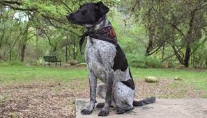Shih tzu x blue heeler mix. What Is The Best Blue Heeler Mix Dog K9 Web