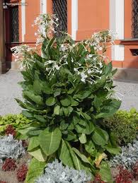 Image result for Nicotiana
