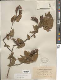 Image result for Glyphaea