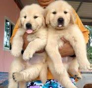 See more of golden retriever puppies for sale on facebook. Awesome Golden Retriever Puppies For Sale We Are Giving A L Dogs For Sale In Alake Mangalore Click In