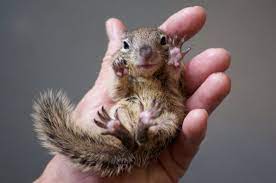 Baby Newborn Flying Squirrel Newborn Baby