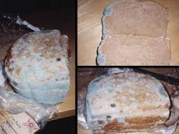 According to the usda, mold can cause allergic reactions or respiratory problems and even though you should definitely toss your moldy bread in the trash, there are a four types of foods you can still eat as long as you cut off the. Food Molds Are Molds Dangerous