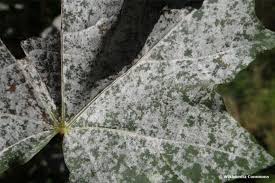 Pin Auf Garten Und Gestaltung