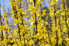 While most dogs won't eat flowers and leaves, lots of them love sticks and digging up plants. 11 Dog Friendly Shrubs Best Plants To Plant Around Your Pooch