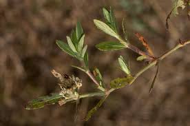 Image result for Bergia