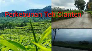 Maybe you would like to learn more about one of these? Kebun Teh Cianteun Ptpn Viii Youtube