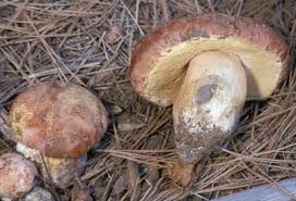 Image result for Boletus sp.