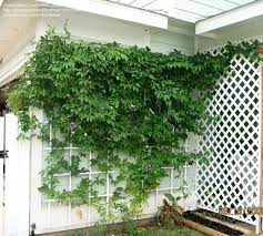 Plantfiles Pictures Apricot Vine Maypop Purple Passion Flower Passionflower Passionvine Passion Vine Passifl Passion Vine Passion Flower Flowering Vines