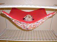 You can lie on your back again, or on your side. 49 Ferret Hammocks Ideas Ferret Cute Ferrets Small Pets