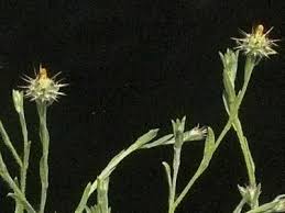 Image result for Centaurea melitensis