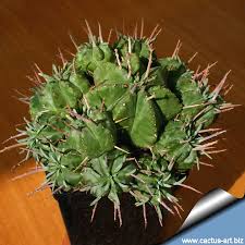 Image result for Euphorbia halipedicola