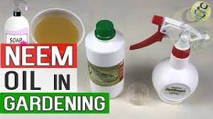 Hey stonia, i use neem oil as well. Neem Oil In Garden Benefits And How To Use Neem Oil For Plants Gardening In English Youtube