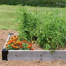 Find out when to plant america's favorite garden crop, the best way to grow tomatoes, how long it takes a tomato to bear fruit, and what tomatoes need to thrive. Raised Bed Companion Planting With Tomatoes And Marigolds Garden Companion Planting Growing Organic Tomatoes Companion Gardening