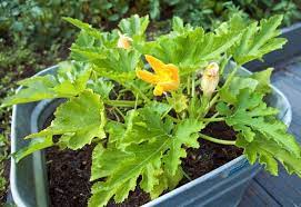 Plant two seeds for each plant that you want and then remove the weaker plant after germination. Tips On Planting And Growing Zucchini In Containers Or Pots