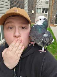 Lost racing pigeon in Harrison Twp, Michigan, need help finding owner