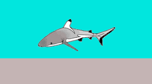 Maybe you would like to learn more about one of these? File Kingman Reef U S Minor Outlying Islands Gif Wikipedia