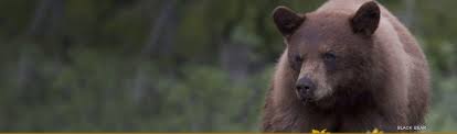Check spelling or type a new query. Wyoming Game And Fish Department Wildlife In Wyoming