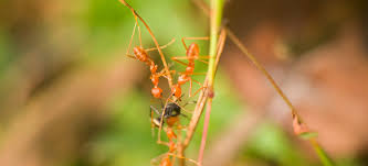 Leaving food crumbs or spills around the house can intensify the scale of the infestation. How To Get Rid Of Ants In The Kitchen