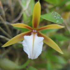 Image result for Annickia ambigua