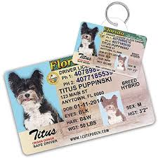 Plans covering wellness, illness, emergency & more. Health Insurance For Dogs In Florida