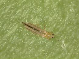 Your garden supply and advice hq. Thrips Identify And Get Rid Of Thrips Control Garden Pests The Old Farmer S Almanac