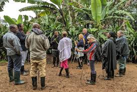 Image result for Dracaena afromontana