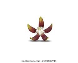 Image result for Pergularia daemia