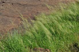Image result for Aristida diminuta
