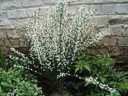 Warminster Broom Cytisus Praecox Albus White Gardens Language Of Flowers Flowers