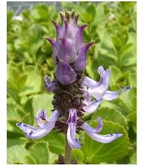 Image result for Coleus caninus