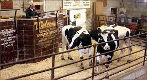 Napoleon Livestock Commission Co Barn Sale Livestock Cattle