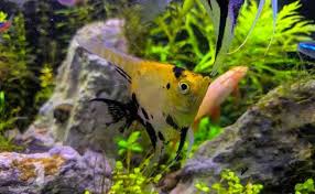Cara merakit akuarium andaikan akuarium yang akan di bangun berukuran panjang 120 cm, lebar 50 cm, dan tinggi 50 cm, besi siku yang di pergunakan adalah kurang lebih 4 cm, sedangkan tebal kaca yang akan di pergunakan minimum 6 mm. 13 Jenis Ikan Hias Air Tawar Yang Mudah Dipelihara Untuk Pemula