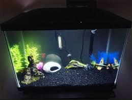 About 6 months ago they killed a small cray even though i provided a good hideout. How Do You Set Up A Crayfish Tank Aquarium Set Up