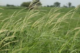 Image result for Ischaemum