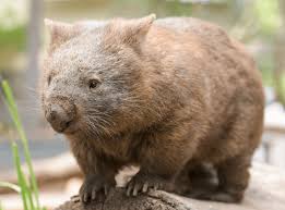 Image result for Common wombat