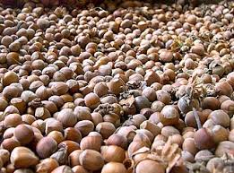 Good cultivars for pa include 'keystone', 'fayette', 'henry', and 'hoffeditz'. Locating Wild Hazelnuts