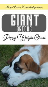 Puppy Weight Chart This Is How Big Your Dog Will Be Giant Dog Breeds Giant Breeds Puppies