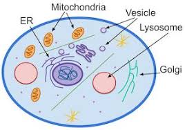Maybe you would like to learn more about one of these? Prokaryotes Vs Eukaryotes Differences Between Prokaryotic Eukaryotic Cells Video Lesson Transcript Study Com