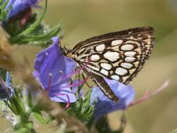 Image result for Heteropterus morpheus