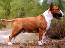 Nuestros Bull Terriers Mini Bull Terriers British Bull Terrier Bull Terrier
