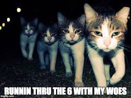 Running through the 6 with my woes meme. Wrong Neighboorhood Cats Meme Imgflip