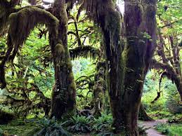 The mosses on the trees do not damage the trees. Hall Of Mosses Washington Trails Association