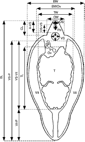 As the liver fluke season is now more variable and covers a larger part of the year, the traditional set time of treating in the autumn/winter is unlikely to give full control. Liver Fluke Fasciola Hepatica Naturally Infecting Introduced European Brown Hare Lepus Europaeus In Northern Patagonia Phenotype Prevalence And Potential Risk Semantic Scholar